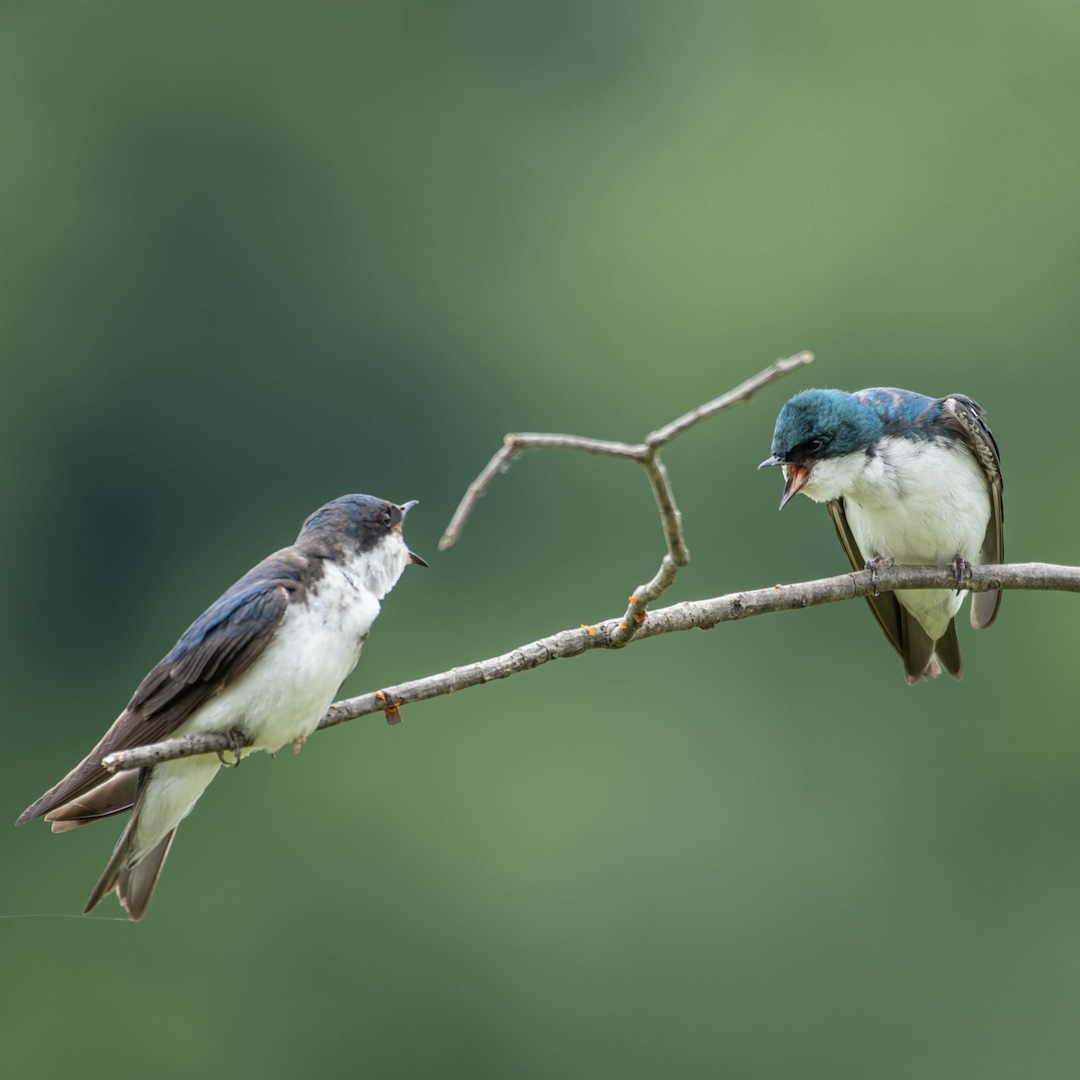 Two Tree Swallows perched on a branch with their mouths open towards each other.