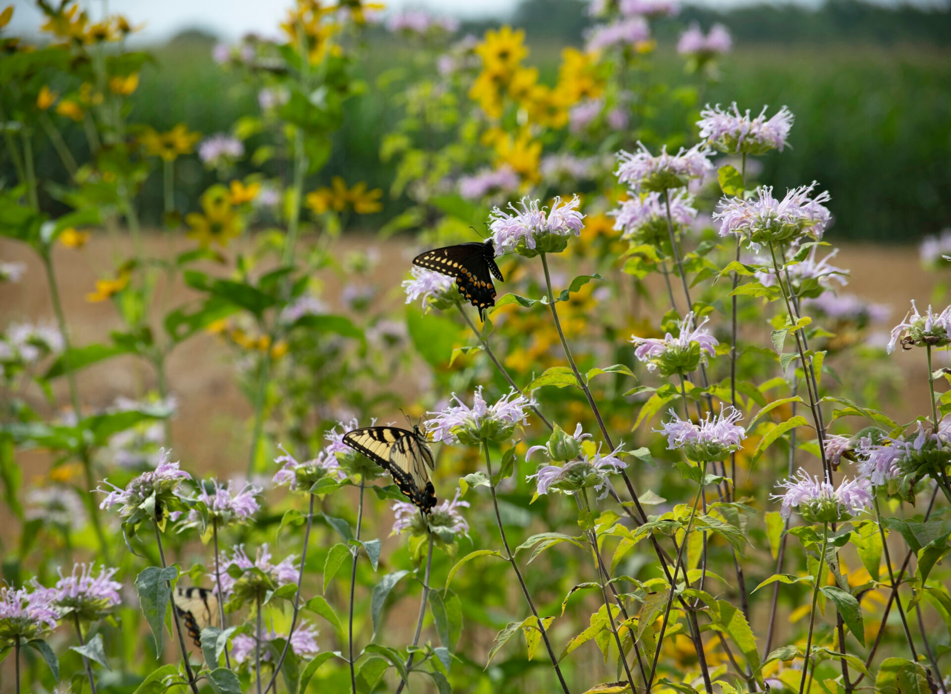 butterflies on purplish flowers with yellow flowers blurry in the background