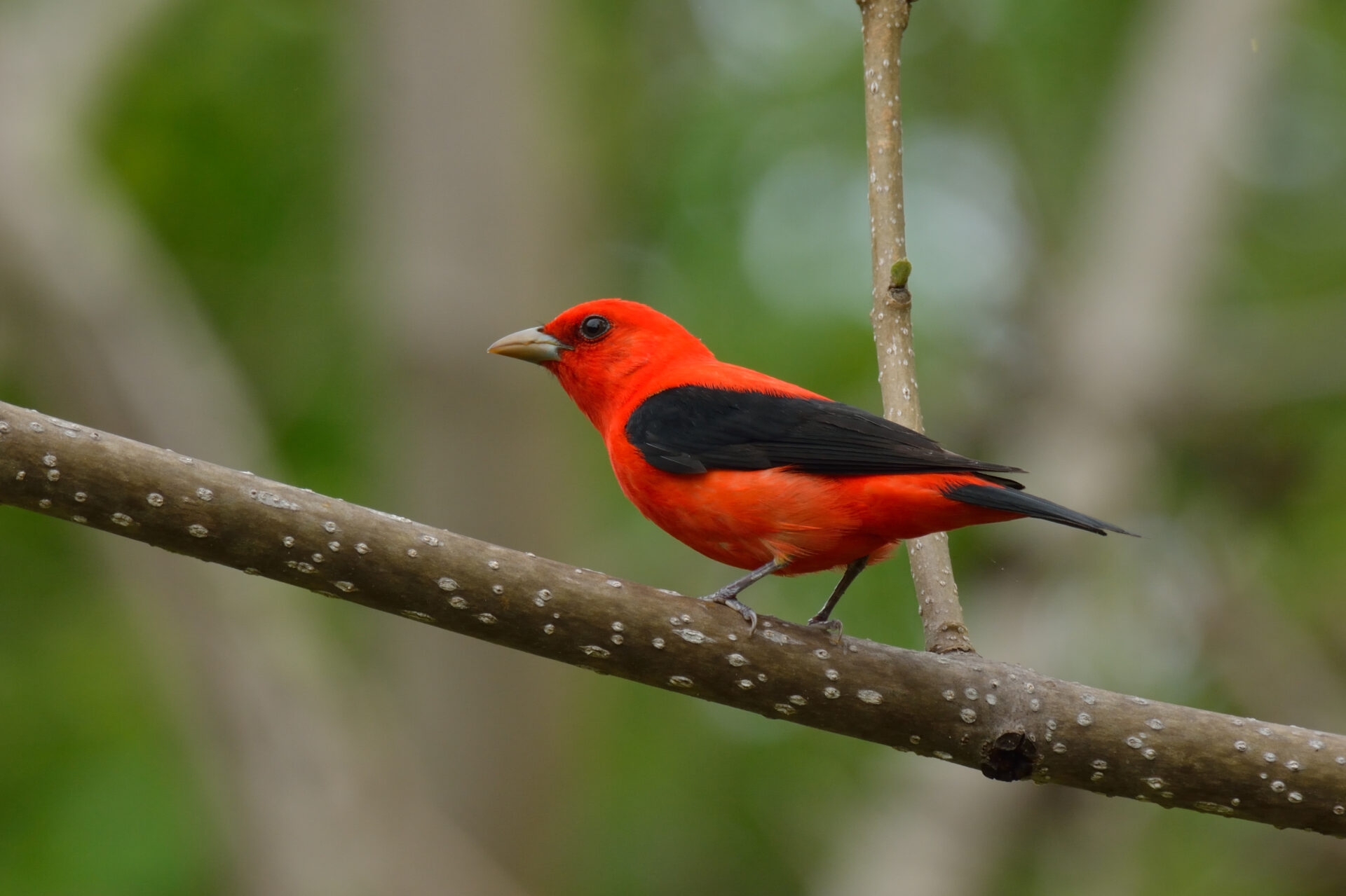 a beautiful red and black bird perched on a branch