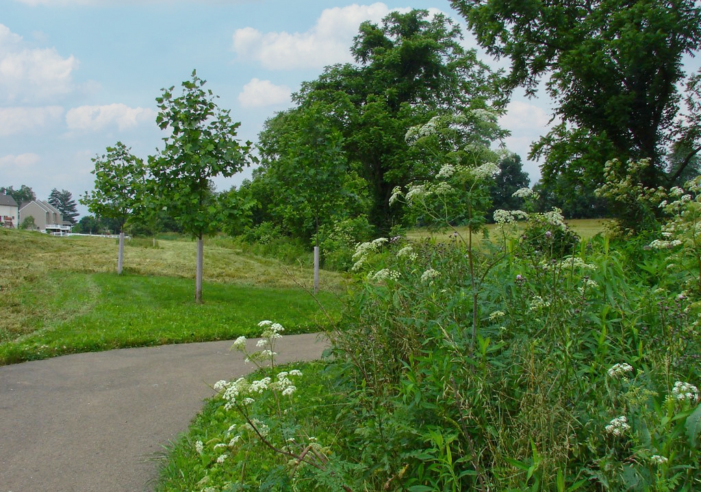 a paved path with native plants on one side and young trees on the other with houses in the background