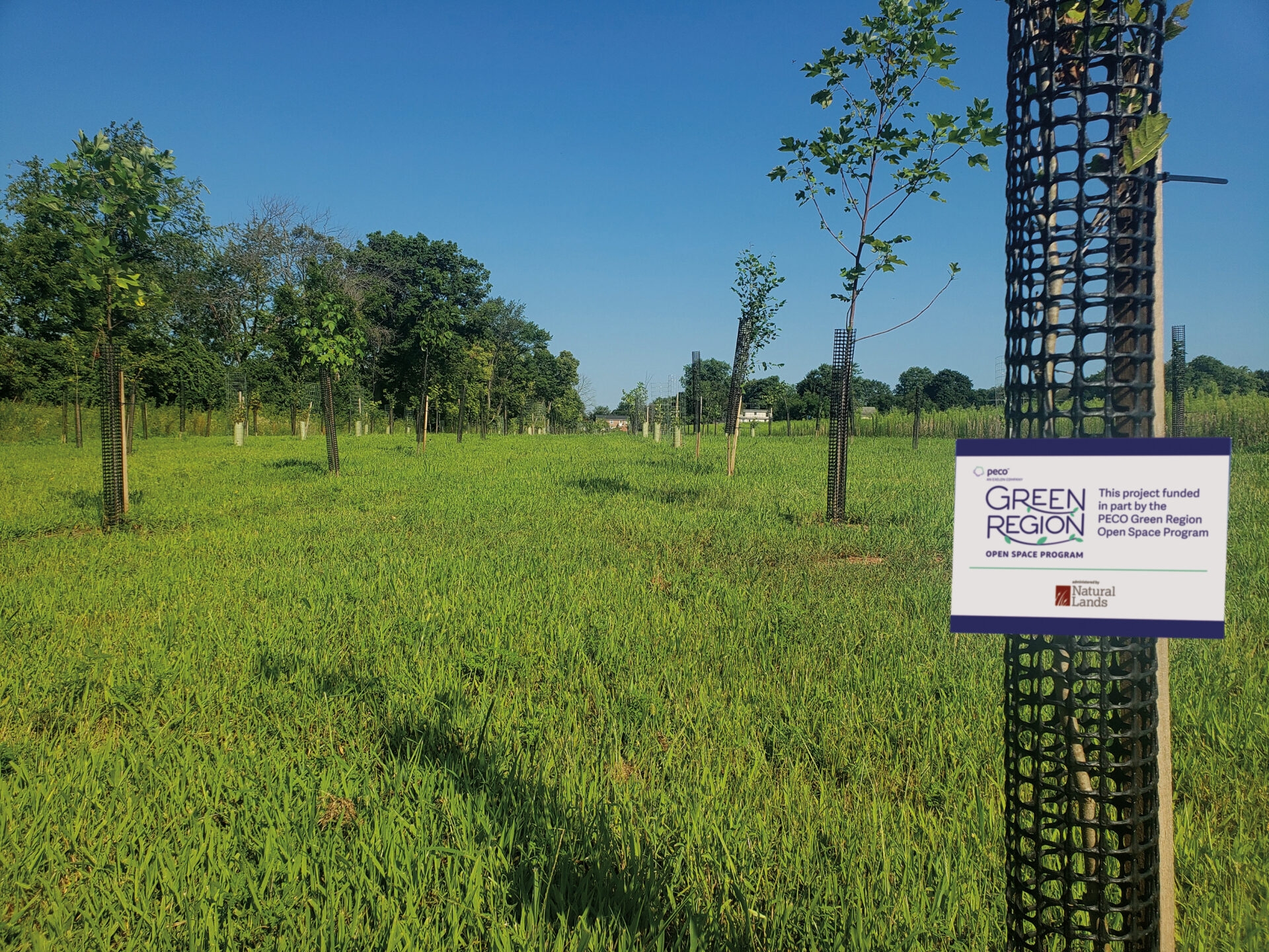 a sign on a tree planting cage in foreground with a row of newly planted trees in a green grassy area with a clear blue sky