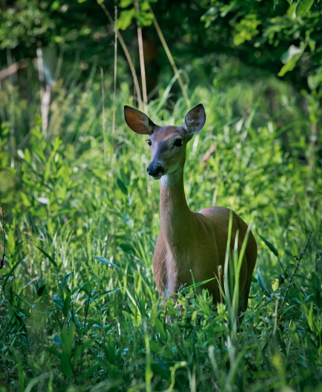 a female white-tailed deer with ears perked up, waiting and watching in a patch of tall green grass