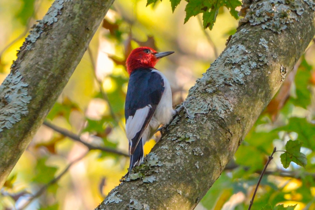 a bird with a red head and black and white body perched on a tree that has grayish-green lichen on it