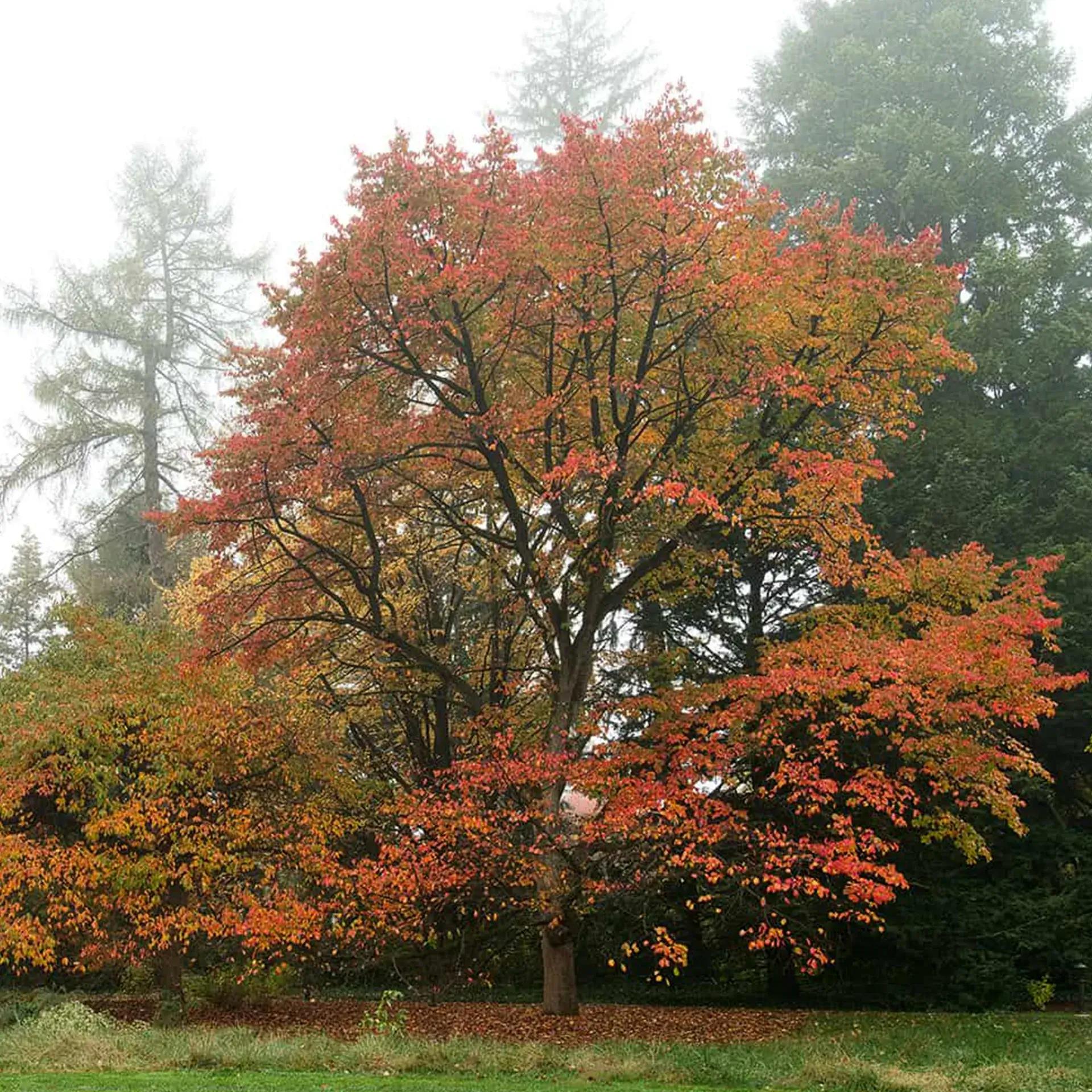 tree with orange leaves on a foggy day
