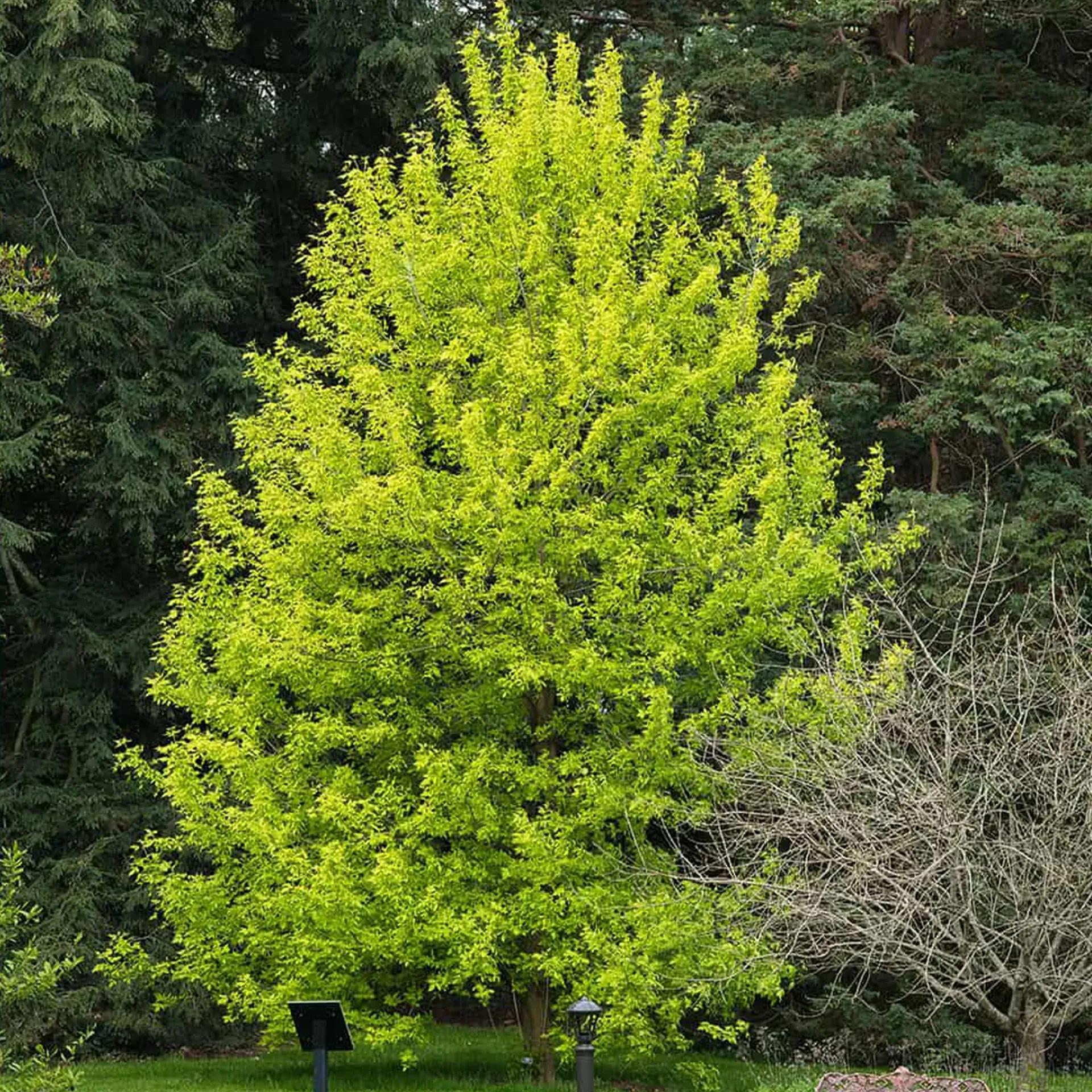 conical tree with light green leaves