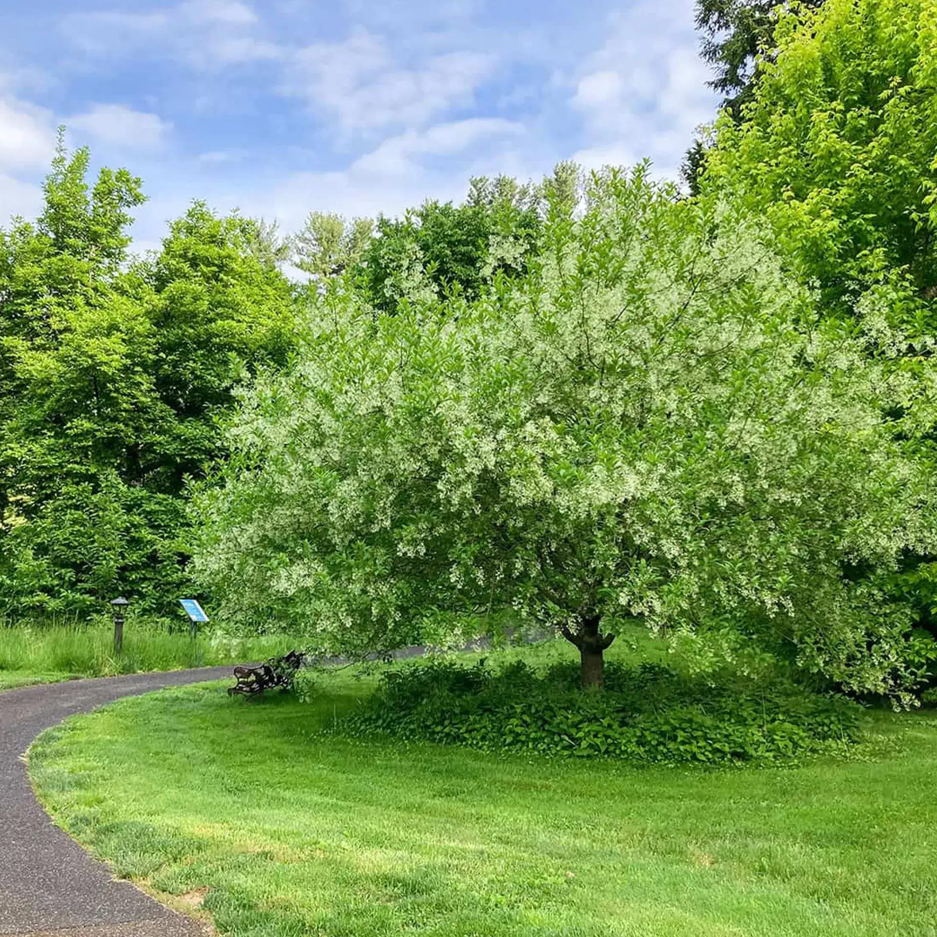 short round tree with light green leaves and white blossoms