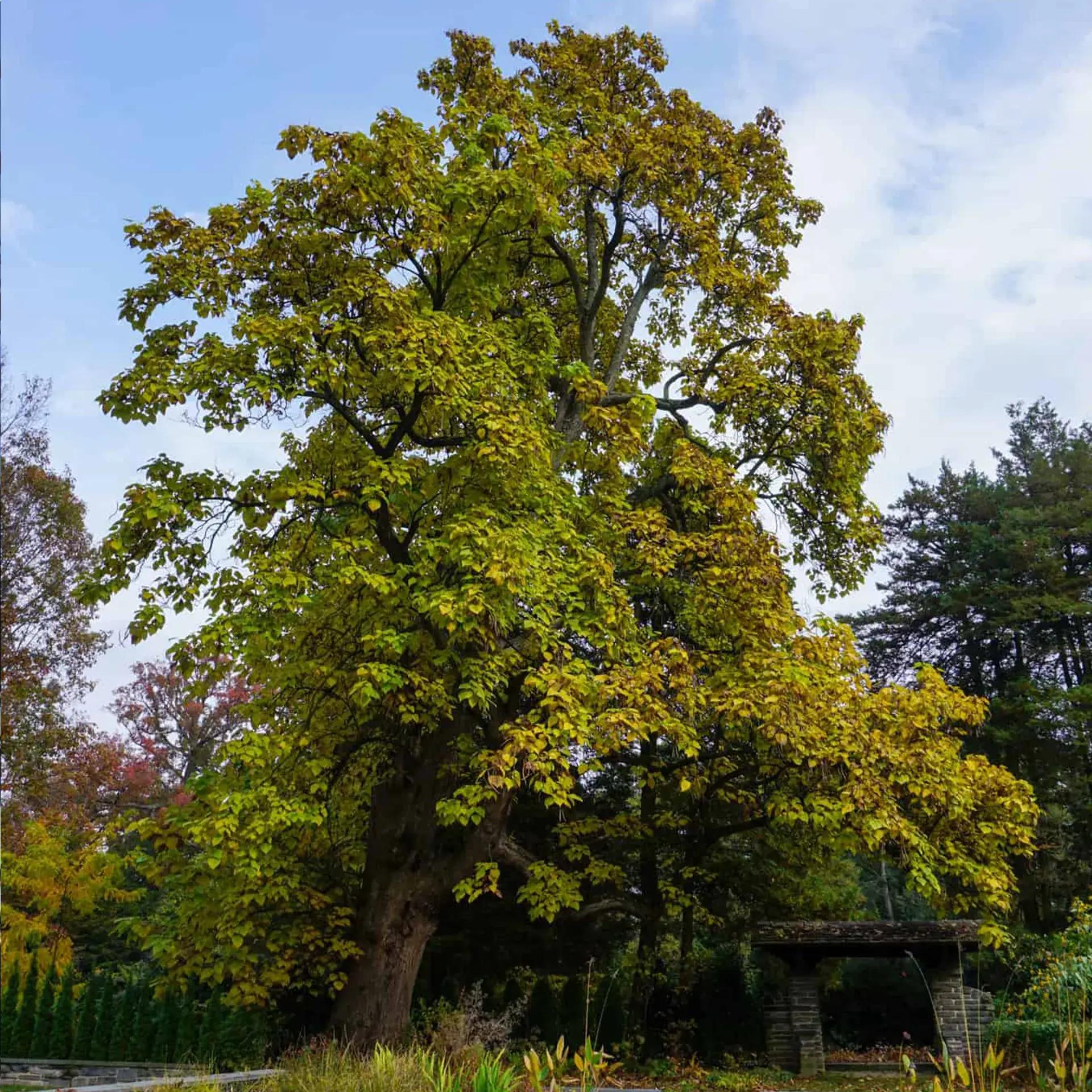 tall tree with green leaves and blue sky with puffy white clouds
