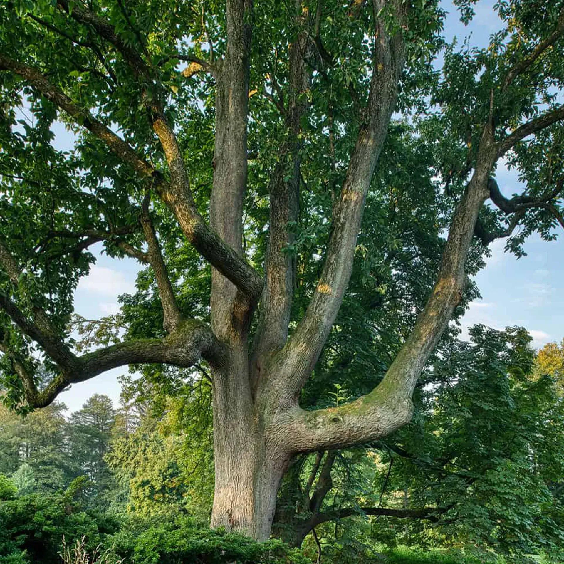 giant tree with green leaves and arching branches