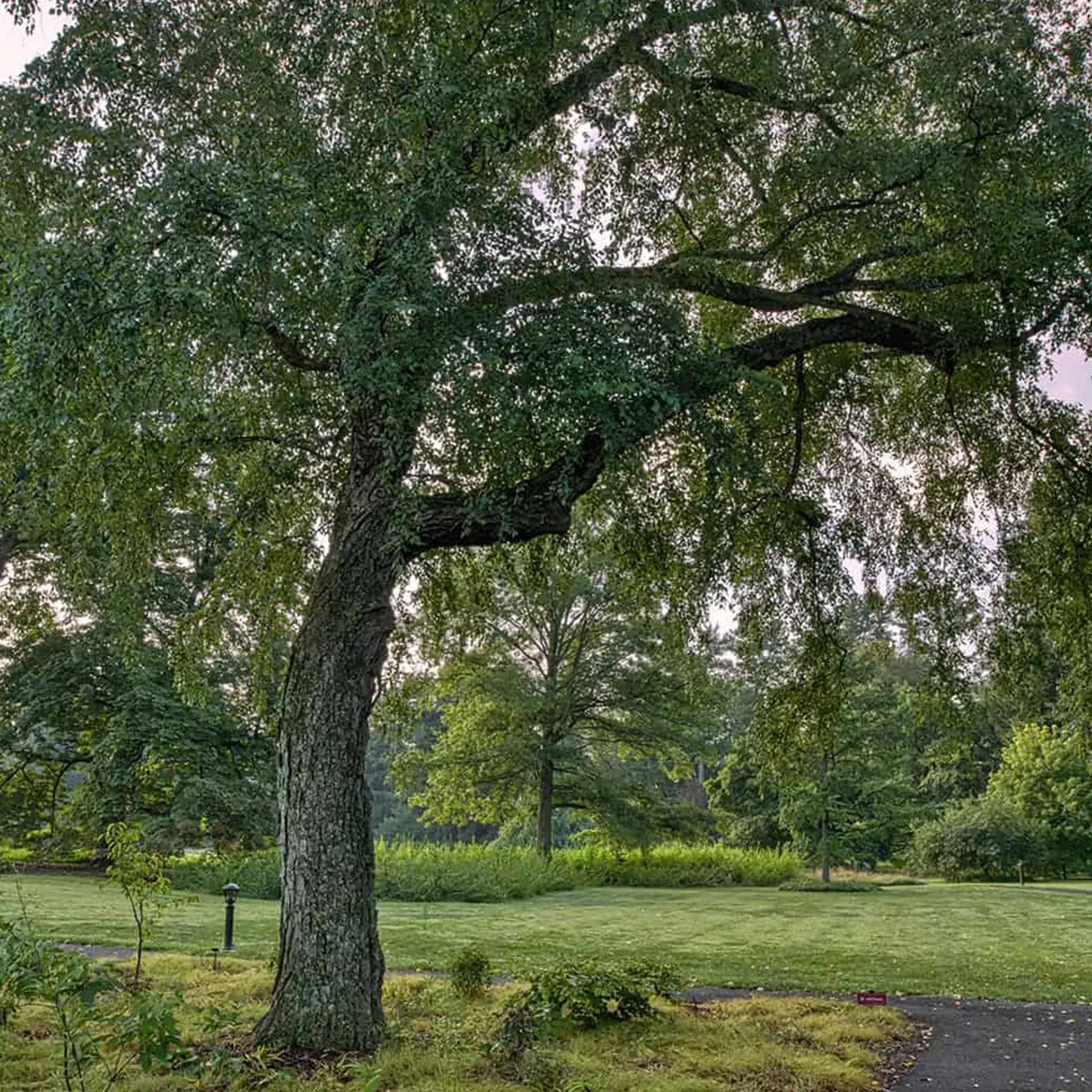 a tall tree with green leaves and silver bark