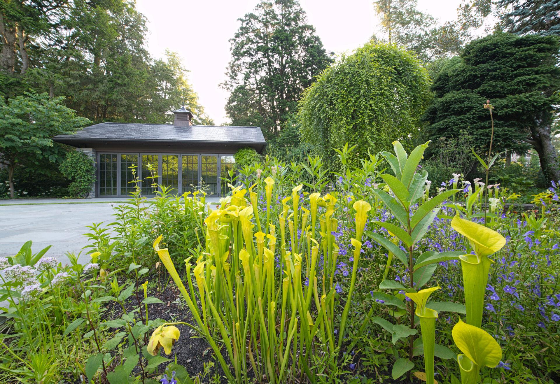 a bed of plants in the foreground with a rectangular building with floor to ceiling windows in the background