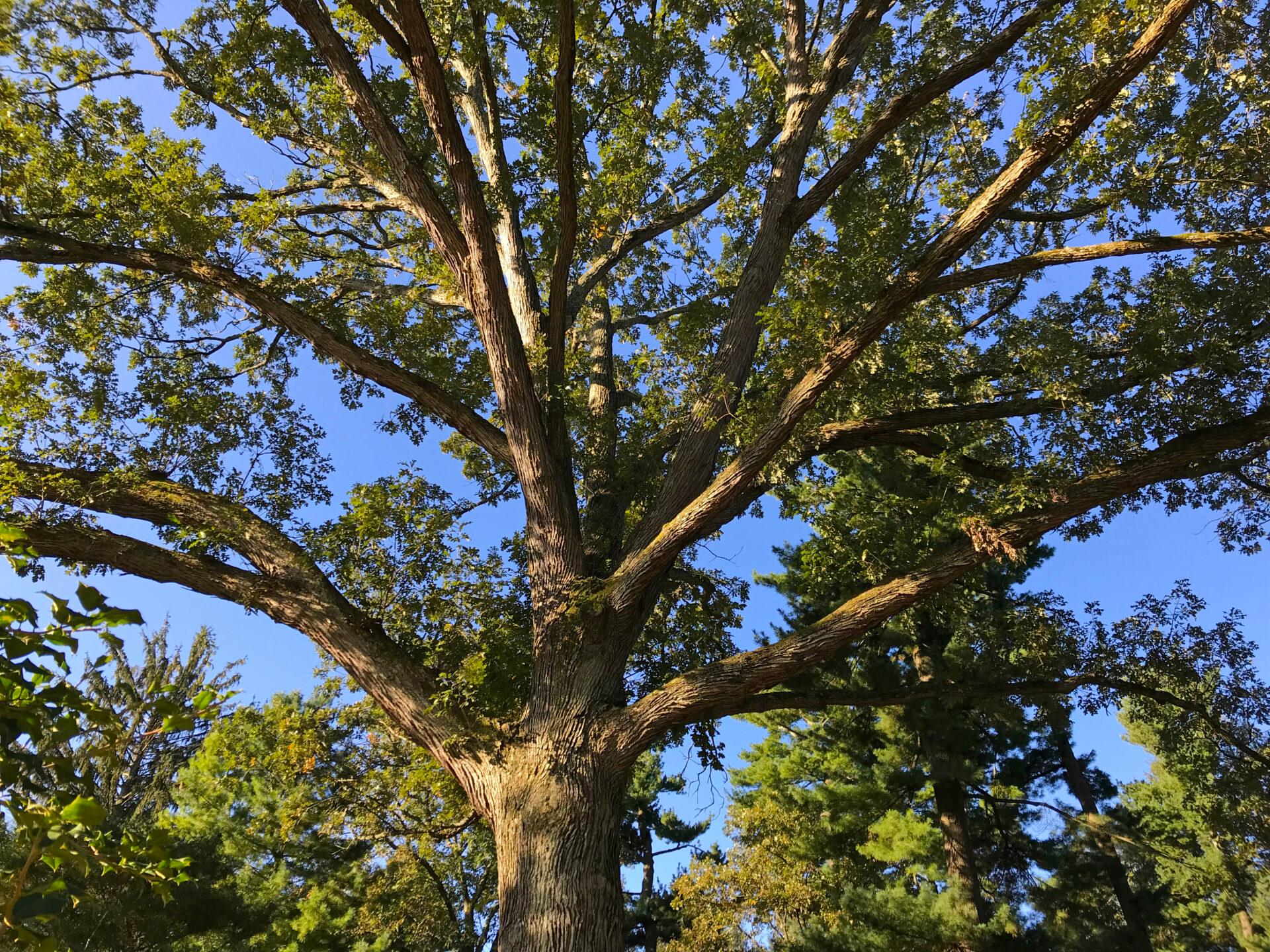 long branches with patches of green leaves and afternoon light hitting it