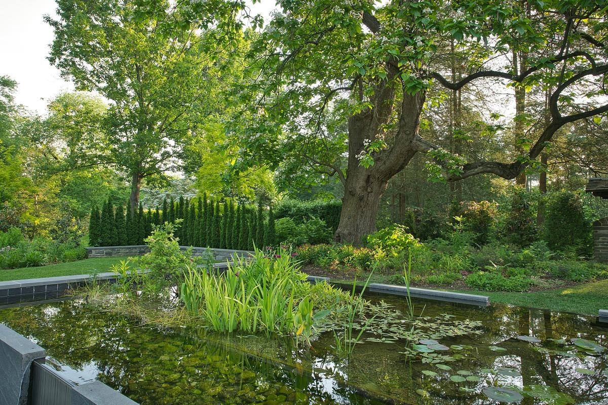 A raised water garden with filtering plants in it, all set in a green garden space with a towering catalpa tree