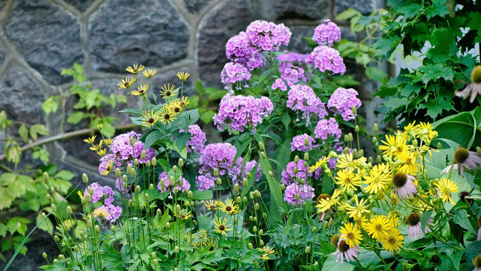 Pink and yellow flowers in the lower shade terrace at Stoneleigh: a natural garden.