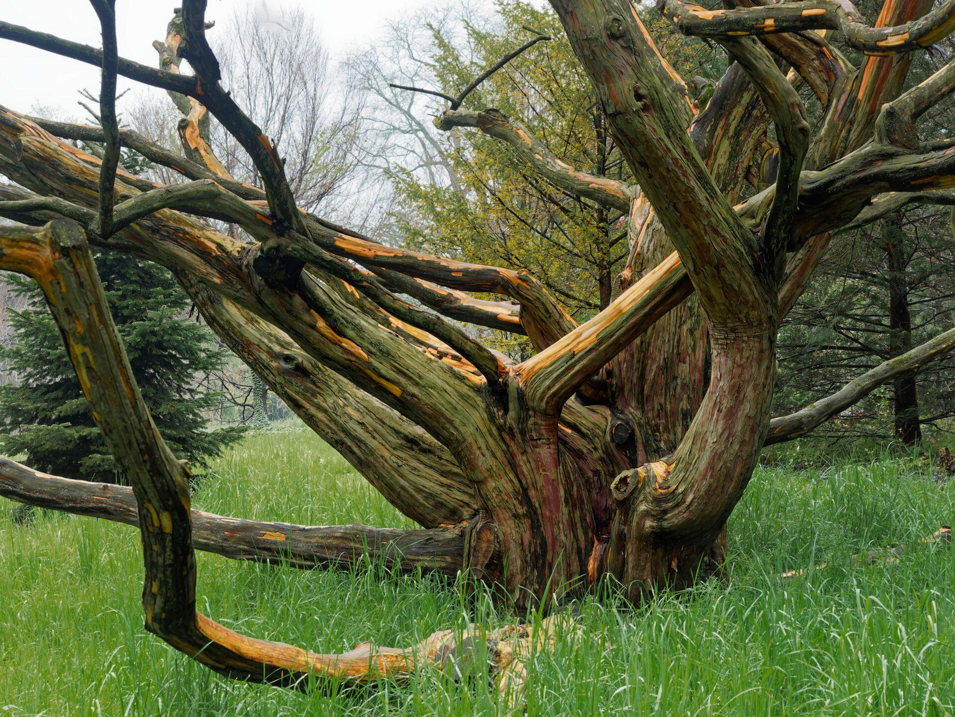 a dead tree looking like a sculpture in a tall grassy area