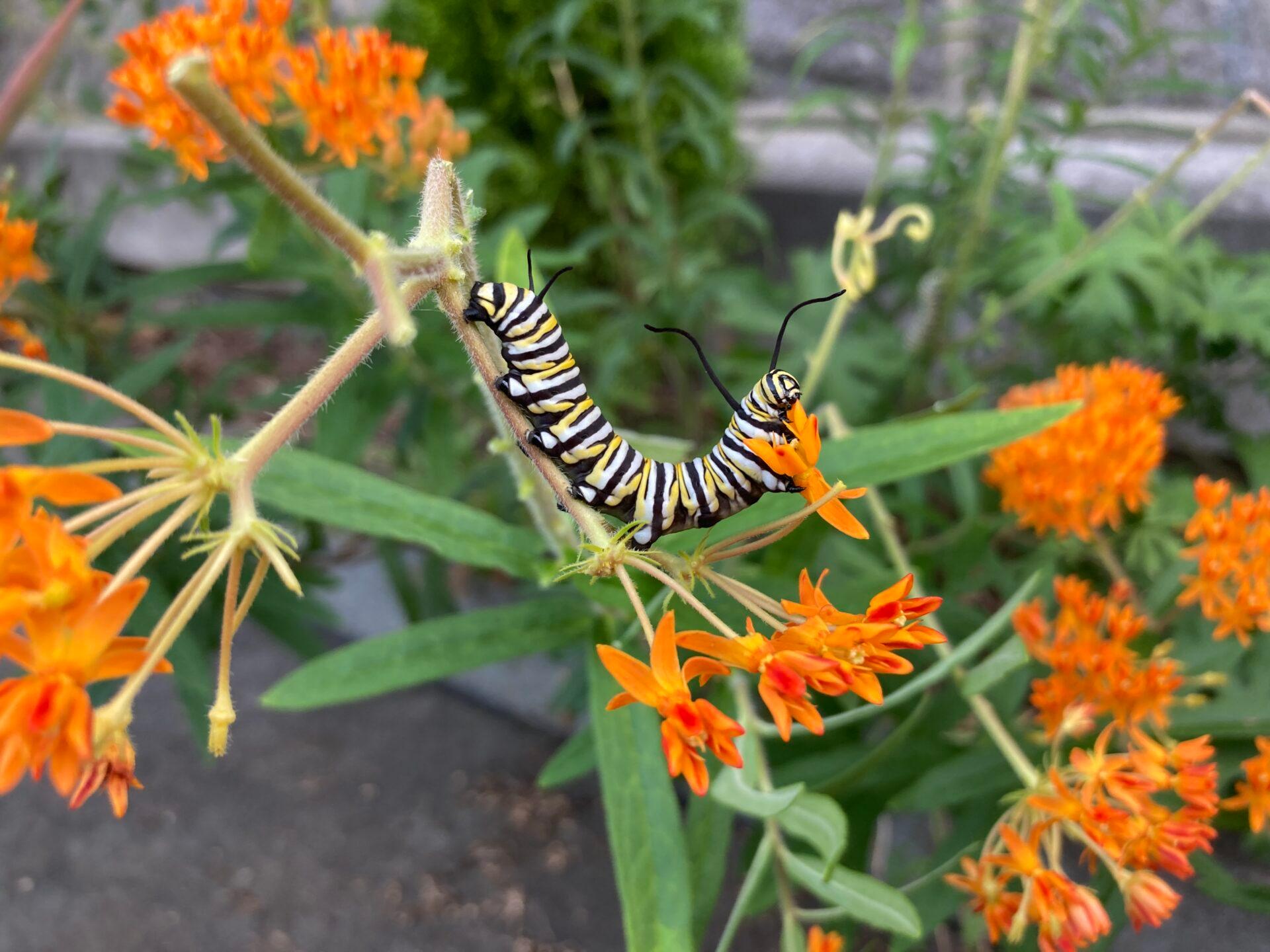 a black, yellow, and white monarch caterpillar contorting itself to feed on orange milkweed flowers