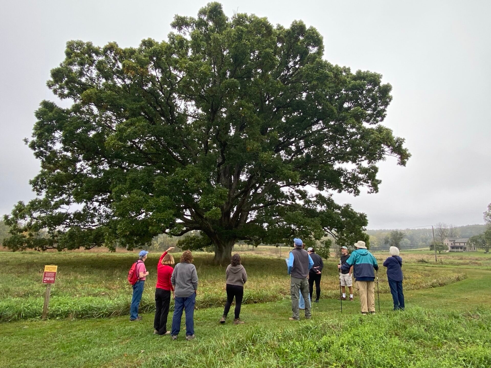 A group of hikers gather around an large oak tree on a preserved bit of open space.