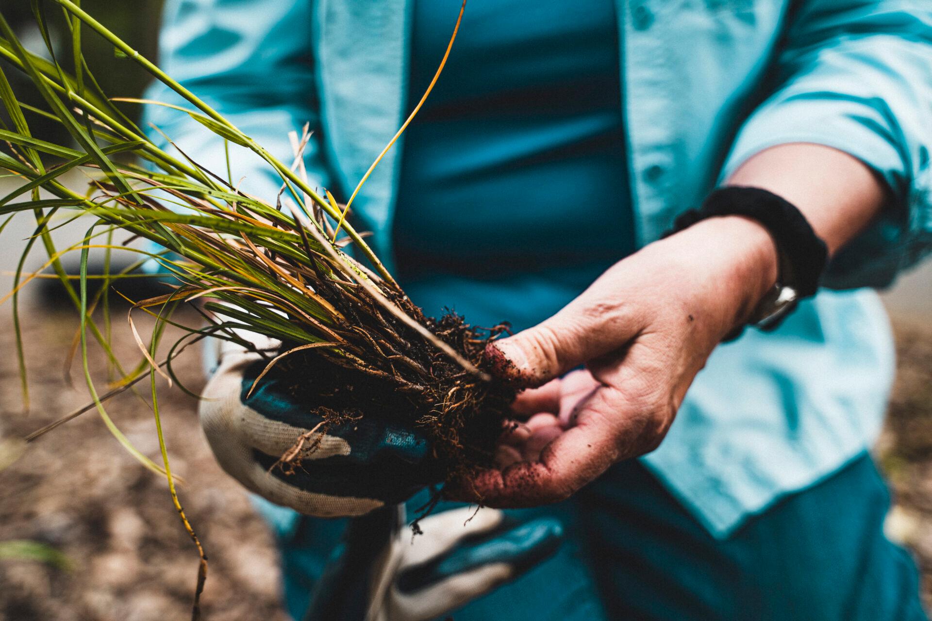 close-up of a person's hands holding a small plant, one hand with a glove and the other not