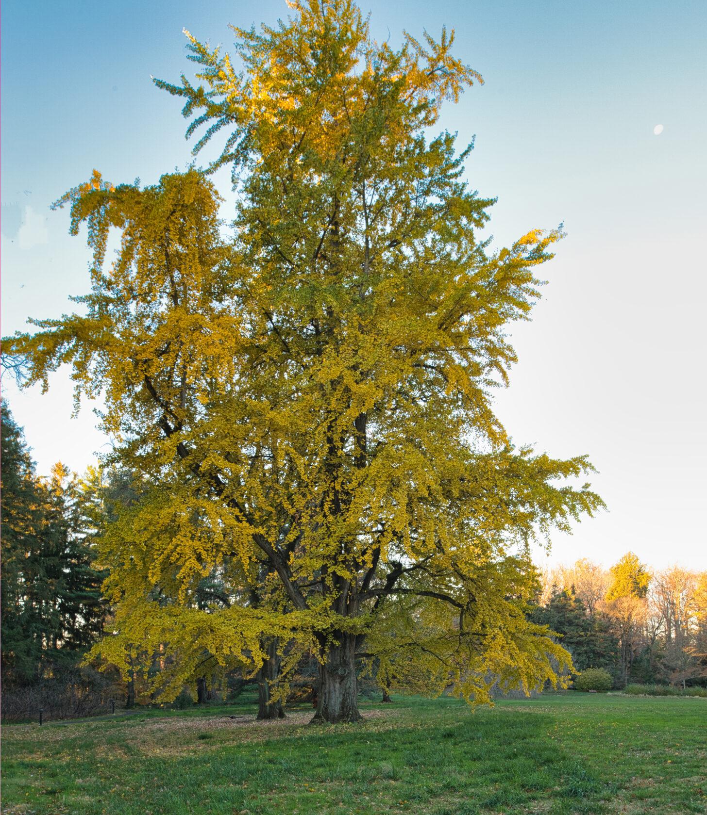 a tall tree with bright yellow leaves and a clear blue sky